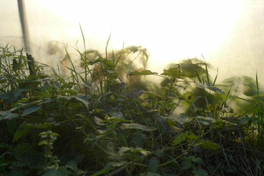 Man sieht Brennesseln und Gräser.