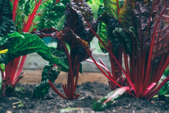 Mangold im Beet. Bild: Unsplash/Markus Spiske.