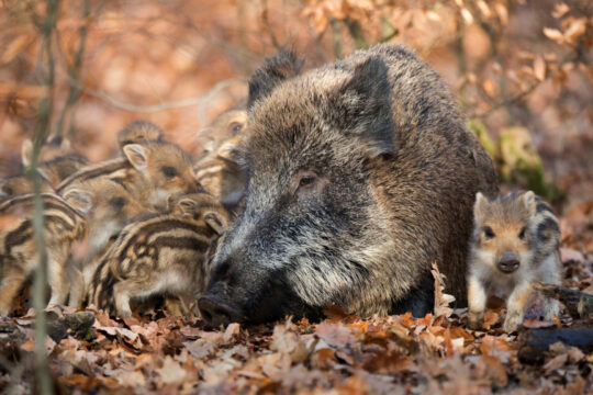 Eine Bache mit ihren Frischlingen.