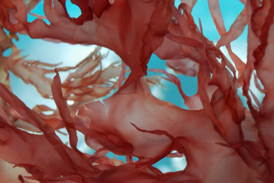 Die Dulse gehört zur Familie der Rotalgen.