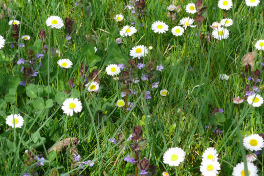 Eine wilde Blumenwiese.