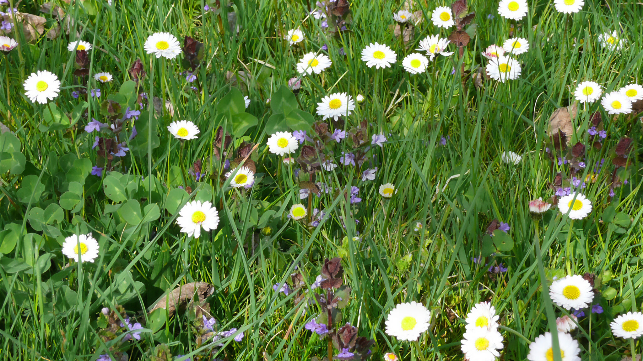 Eine wilde Blumenwiese.