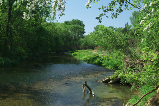 Ein Fluss mit natürlich bewachsenem Ufer.