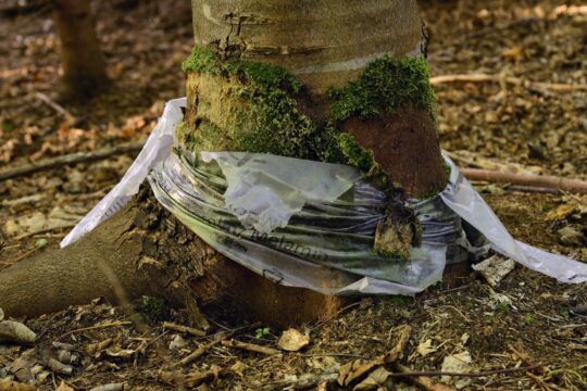 Ein Baum welcher mit dem Plastik um ihn verwachsen ist.