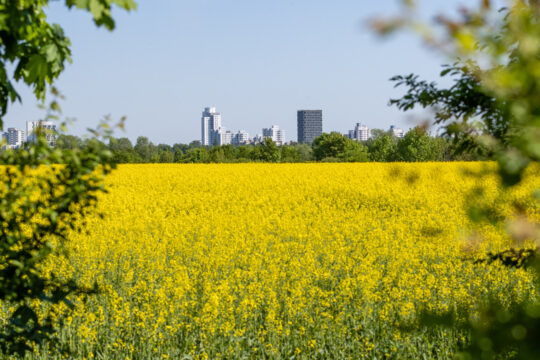 Ein blühender Acker hinter dem man die Skyline einer Stadt sieht.