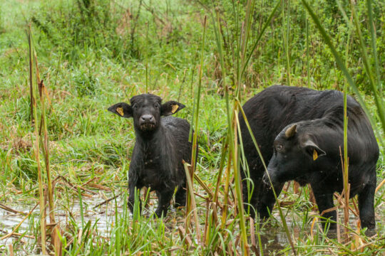 Zwei Wasserbüffel im Feuchtgebiet.