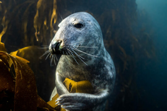 Eine Kegelrobbe die vor den Shetlandinseln taucht.