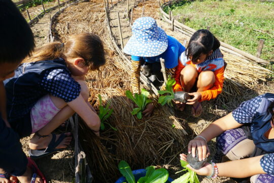 Kinder helfen auf der Biolandwirtschaft in Baan Doi
