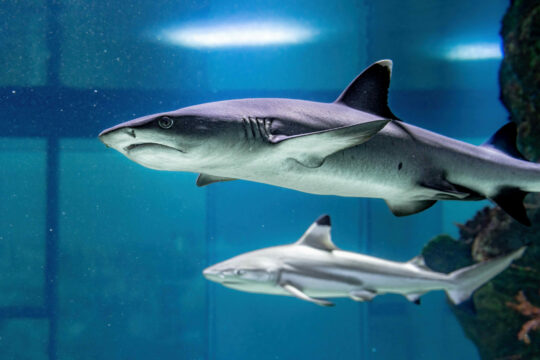 Haie im Haus des Meeres.