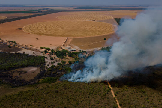 Der Cerrado in Brasilien.