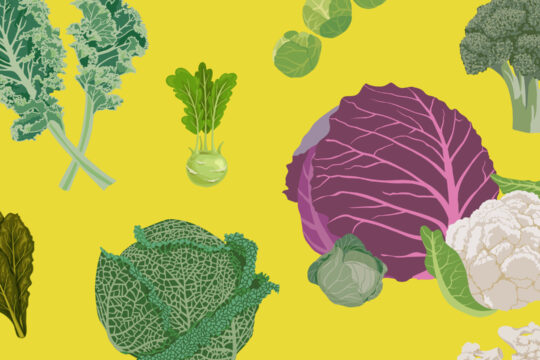 Verschiedene Kohlarten.