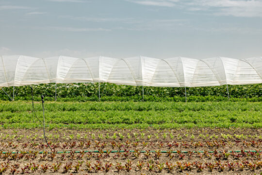 Die Äcker von Biobauern Alfred Grand.