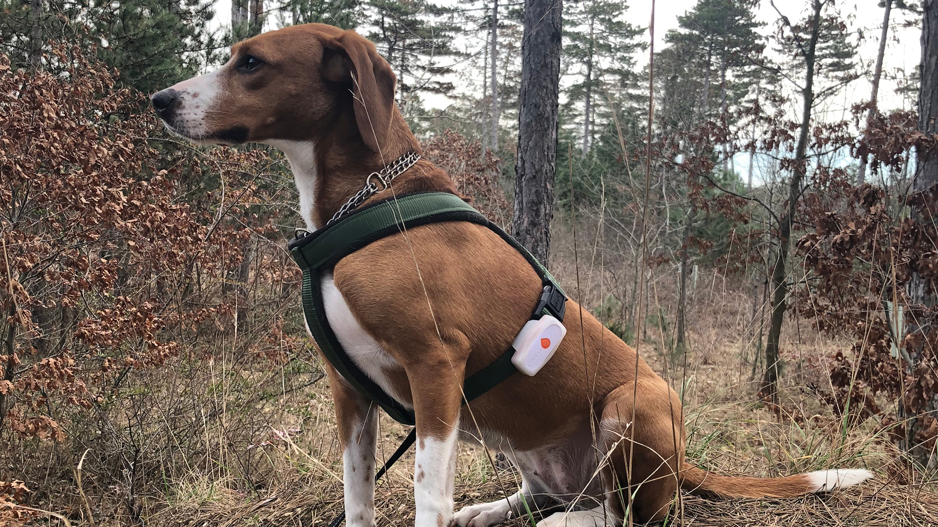 Ein Hund im Wald der den Weenect Tracker am Geschirr trägt.
