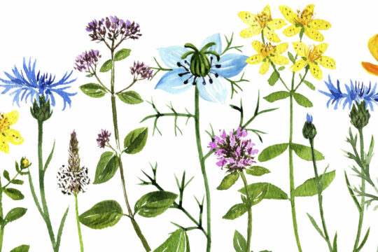 Verschiedene illustrierte Blumen.