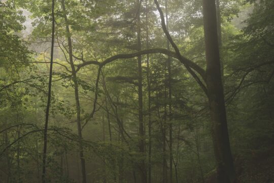 Ein Waldfoto aus dem Buch »Wald Bilder«