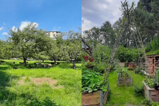 Eine Bildermontage zur Konferenz Mehr Zugang zu Grün – »Besserer Zugang zu Essen«