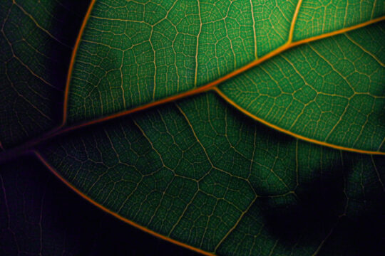 Ein Blatt in Nahaufnahme.