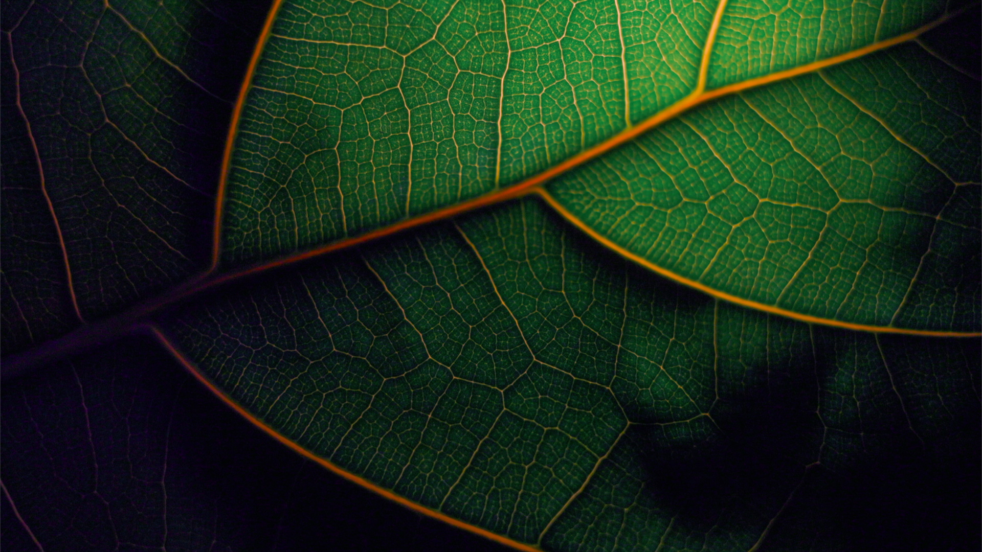 Ein Blatt in Nahaufnahme.