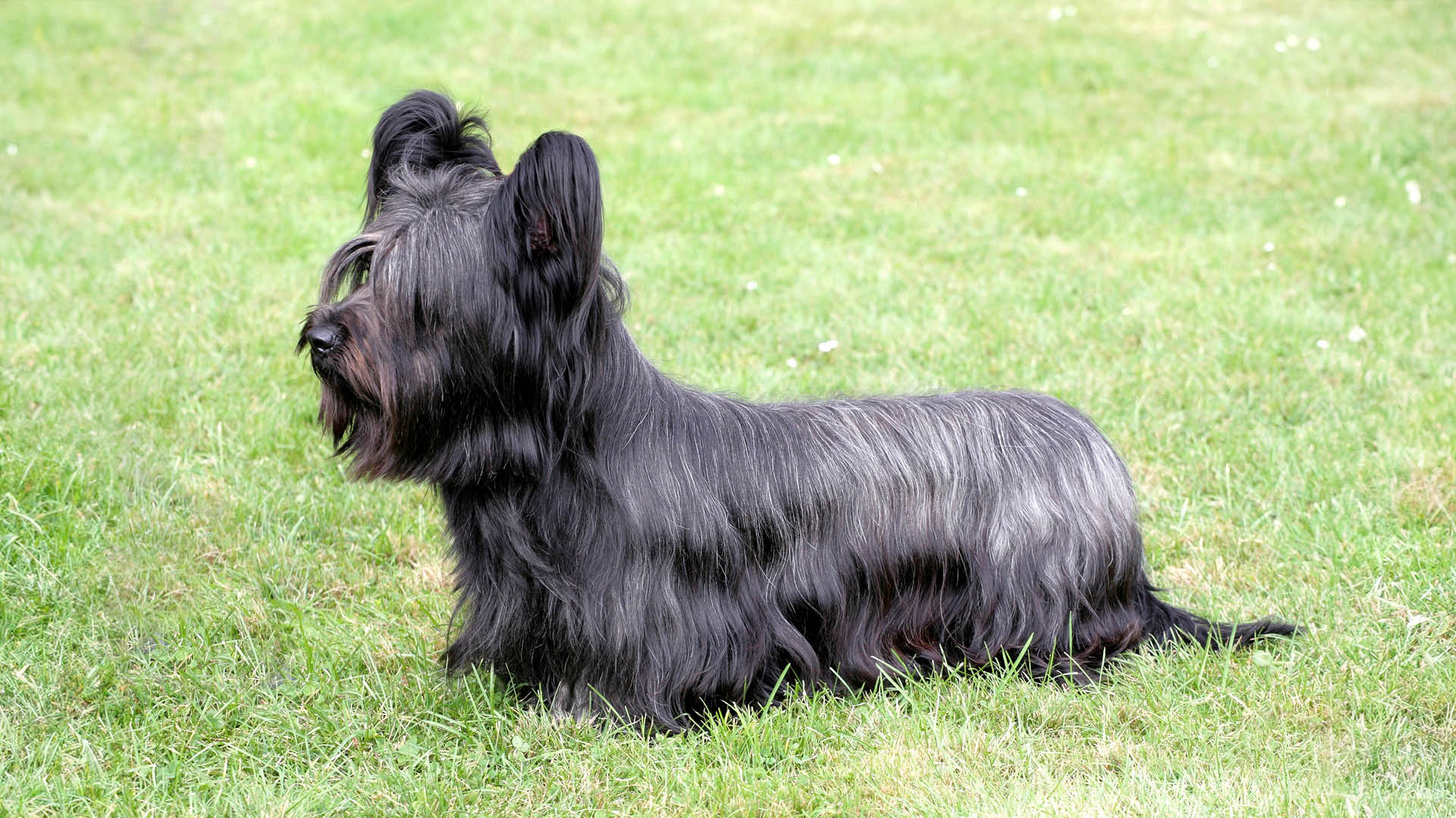 Ein Skye-Terrier in einer Wiese.