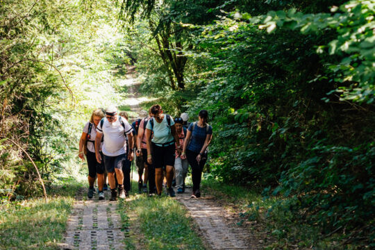 Personen die in einem Wald wandern.