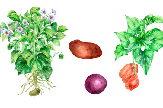 Eine illustrierte Kartoffelpflanze.