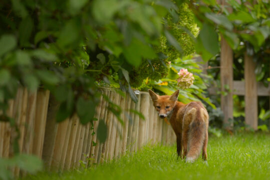 Ein Rotfuchs in einem Garten.