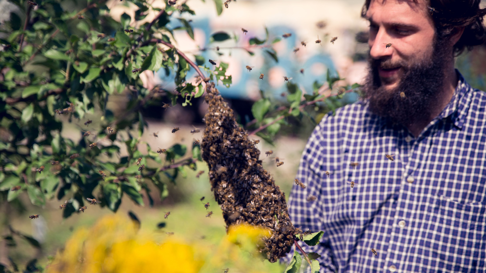 Eine Person steht ohne Schutzkleidung vor einem Bienenstock.