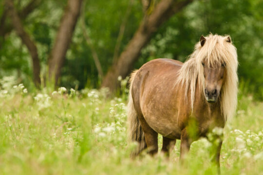 Ein Pony in einer Weide.