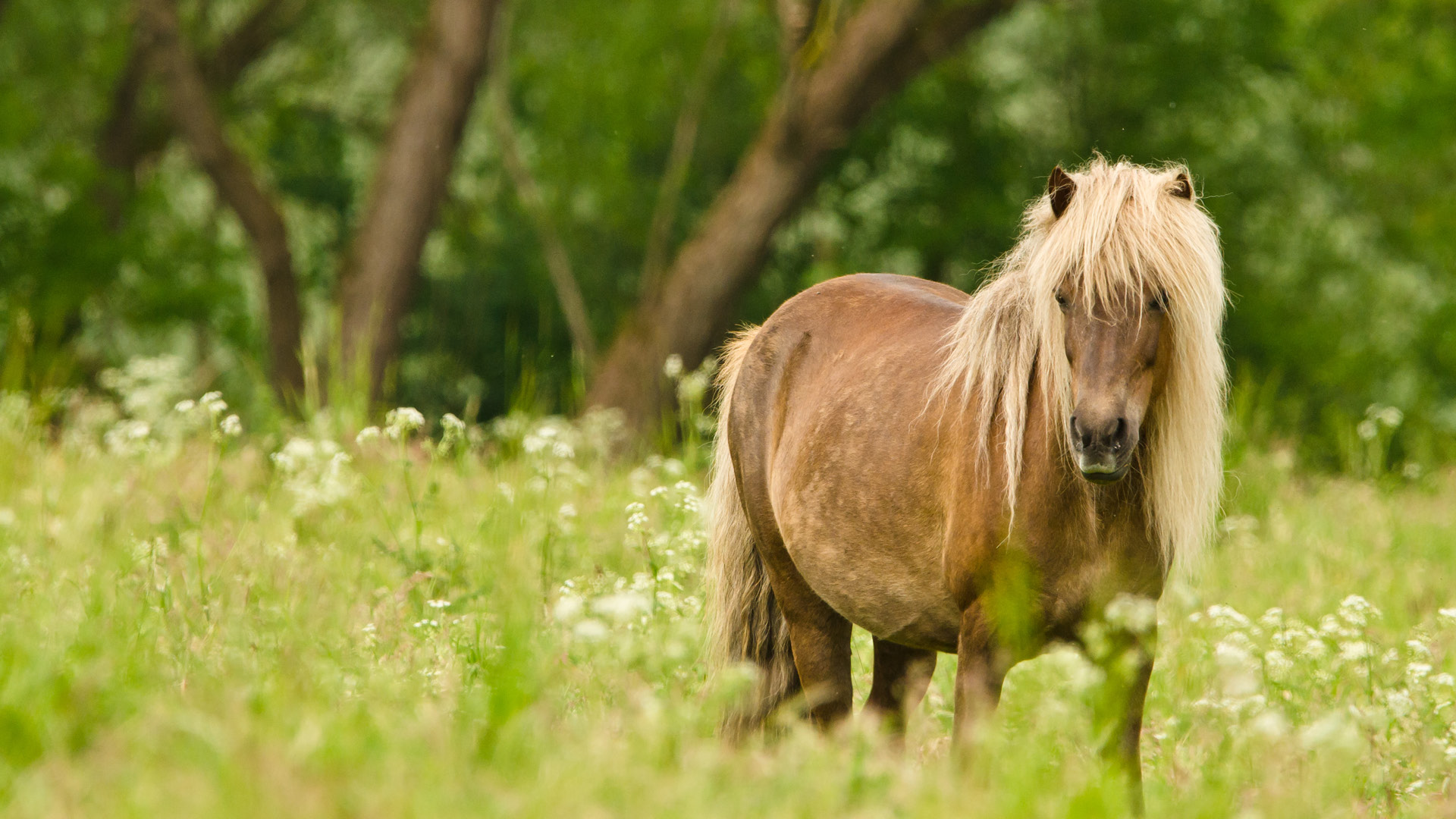 Ein Pony in einer Weide.