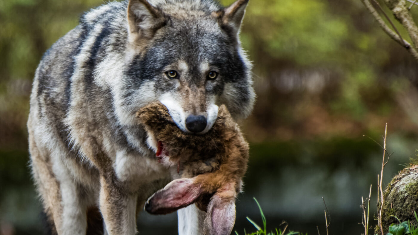 Ein Wolf mit einem toten Kaninchen im Maul.