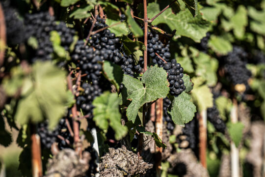Blaue Weintrauben an der Staude.