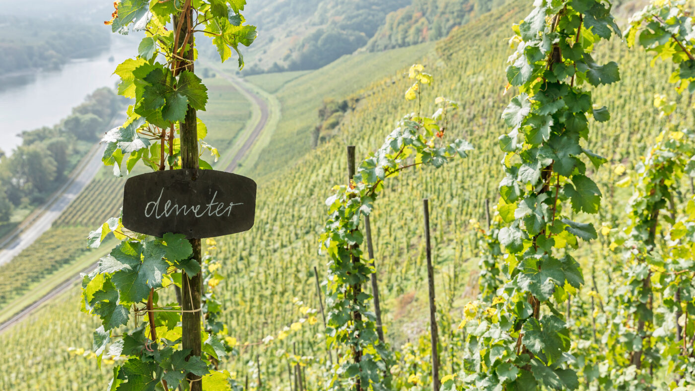 Ein Weinberg auf dem ein Schild mit »Demeter« an einem Rebstock zu sehen ist.