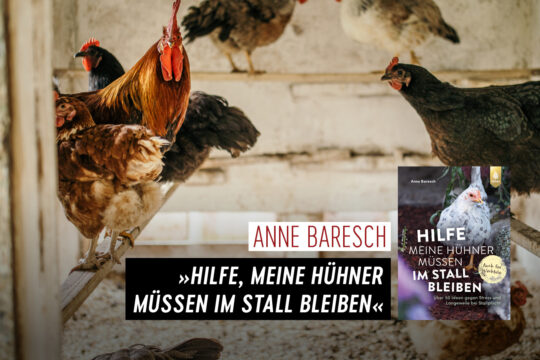 »Hilfe, meine Hühner müssen im Stall bleiben«