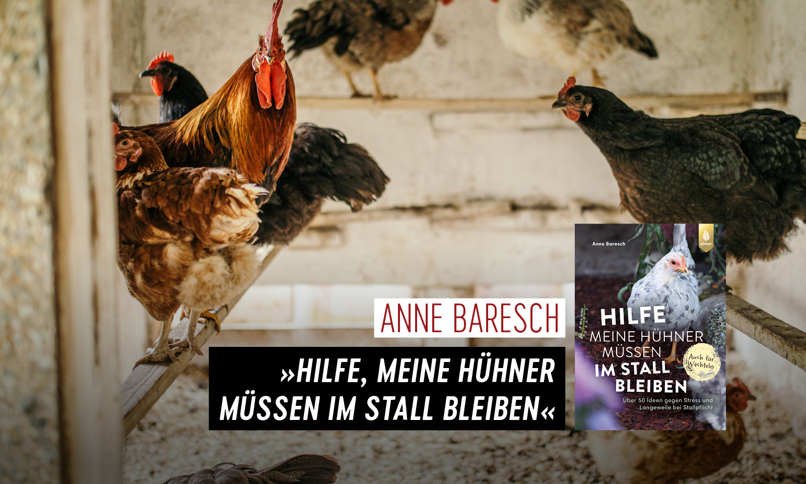 »Hilfe, meine Hühner müssen im Stall bleiben«