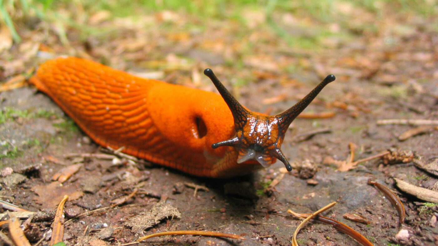 Eine Rote Wegschnecke am Weg wohin.