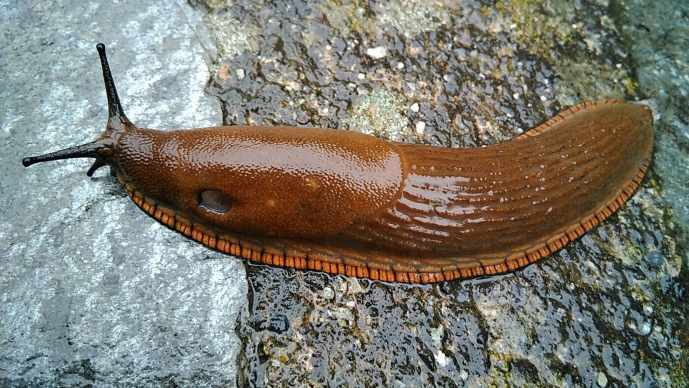 Eine Spanische Wegschnecke von oben.