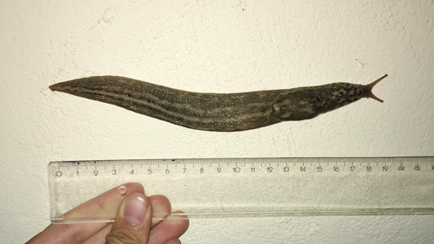 Ein Tigerschnegel mit einem Lineal.