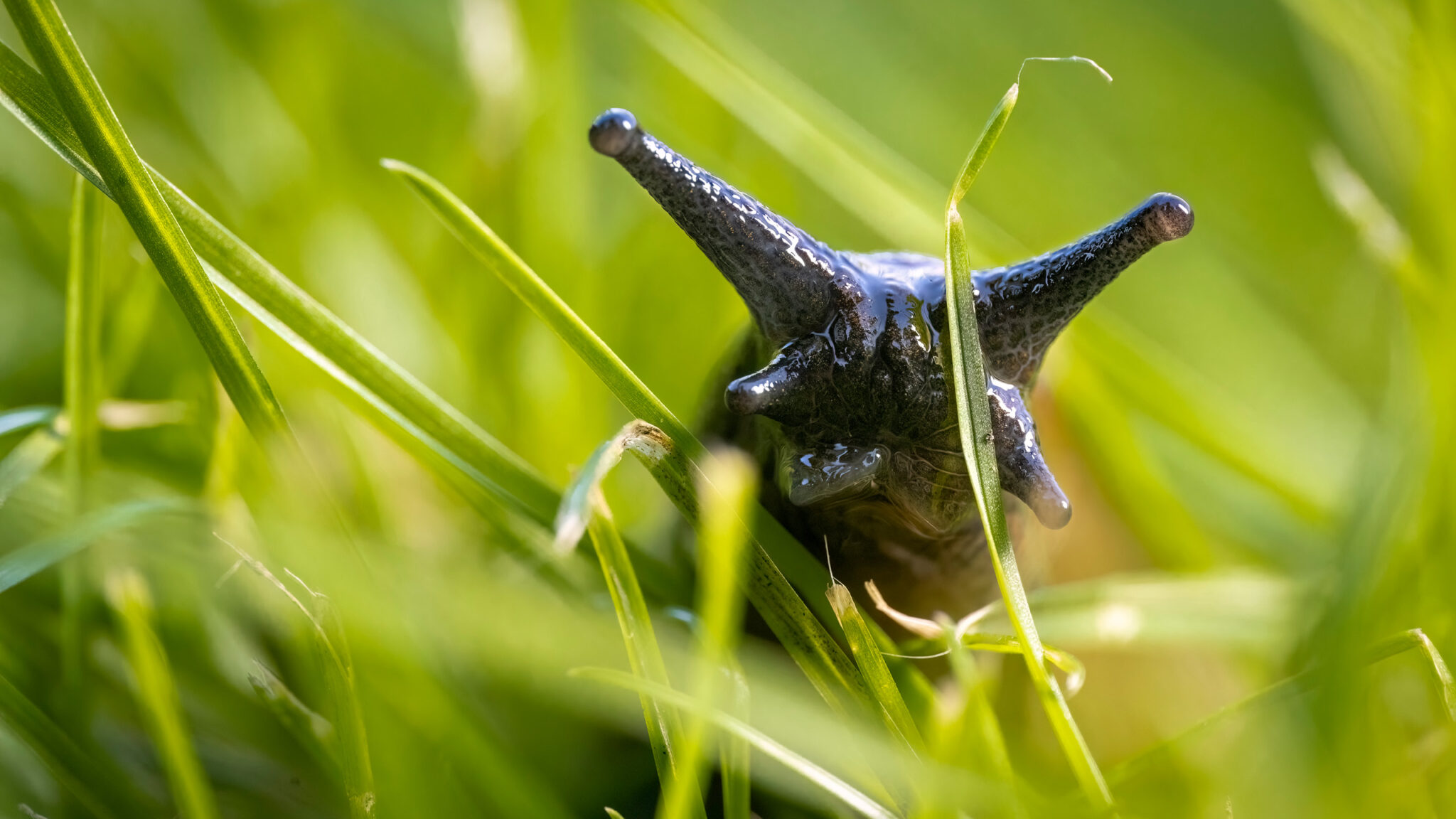 Eine Nacktschnecke im Gras in Nahaufnahme.