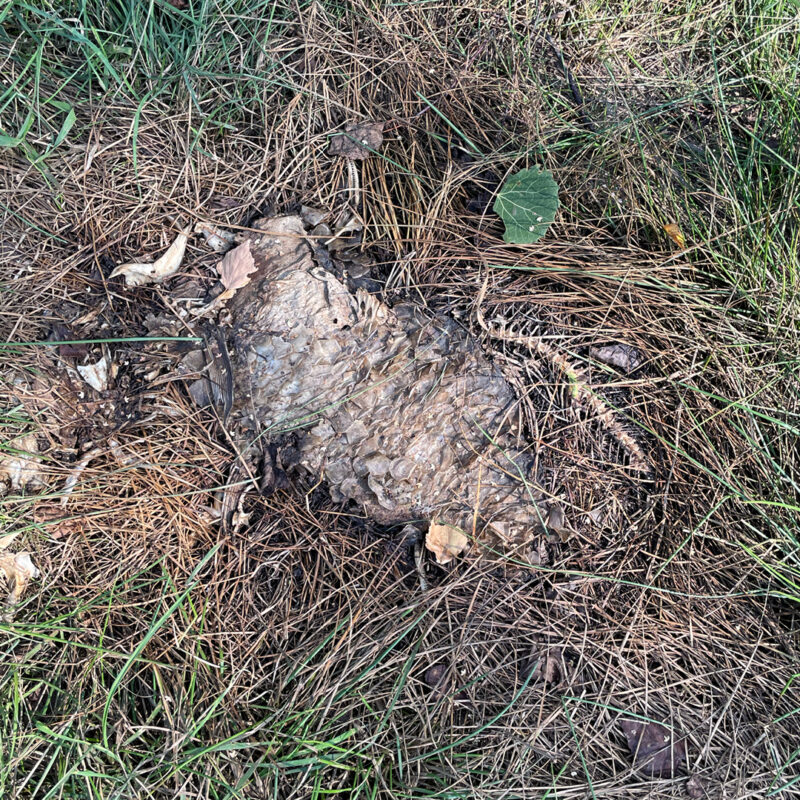 Die Reste eines Karfpens am Boden.