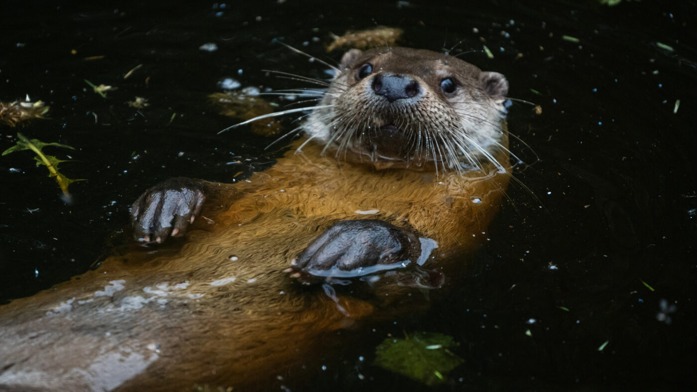 Ein schwimmender Fischotter im Wasser.