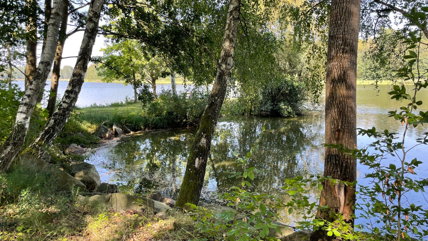 Ein Teich mit Bäumen.