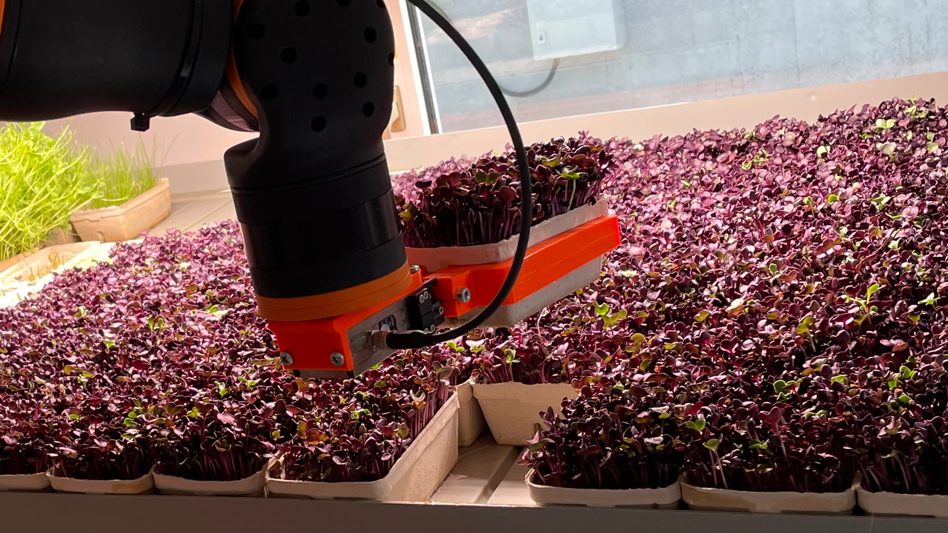 Ein Roboter erntet lilfarbene Pflanzen.