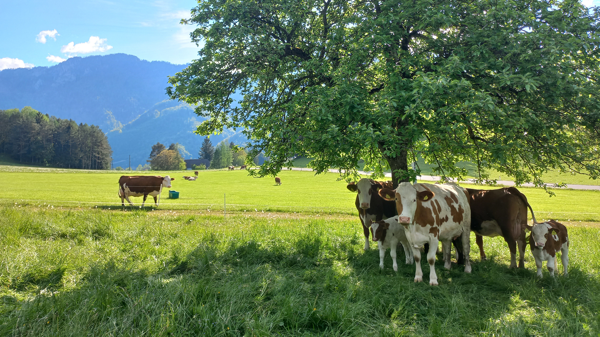 Kühe und ihre Kälber stehen auf einer grünen Weide.