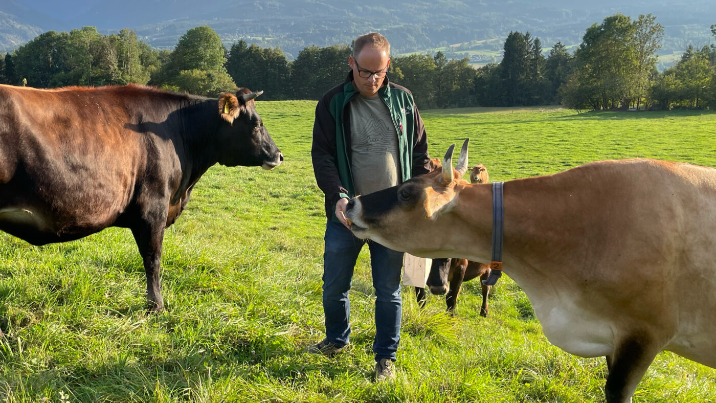 Ein Mensch steht auf einer grünen Wiese und füttert Kühe.