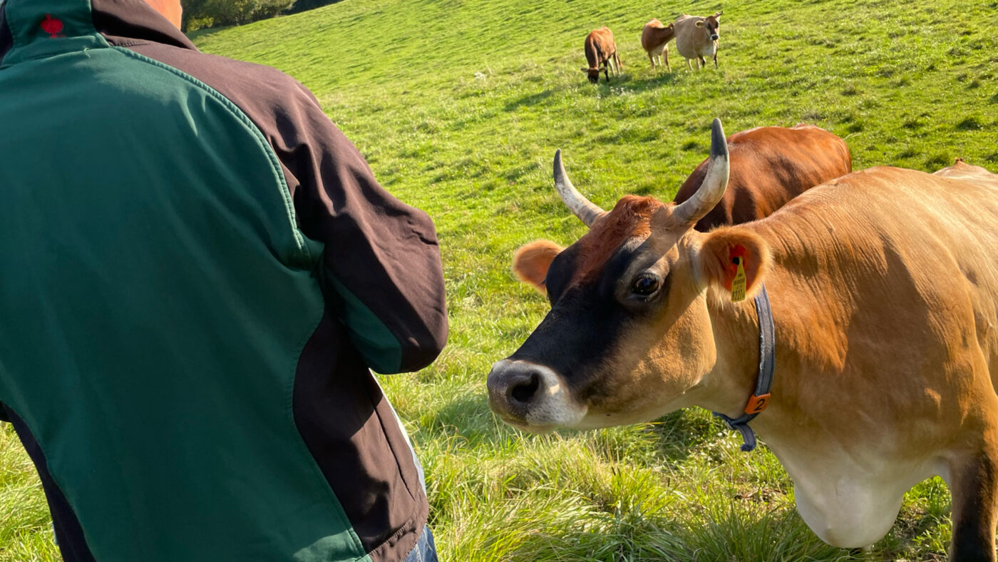 Eine Kuh schaut auf einer Weide zu einer Person auf, die von hinten zu sehen ist.