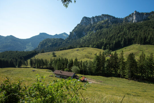 Eine Ansicht einer grünen Alm.