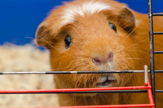 Ein Meerschweinchen sitzt in einem offenen Käfig.