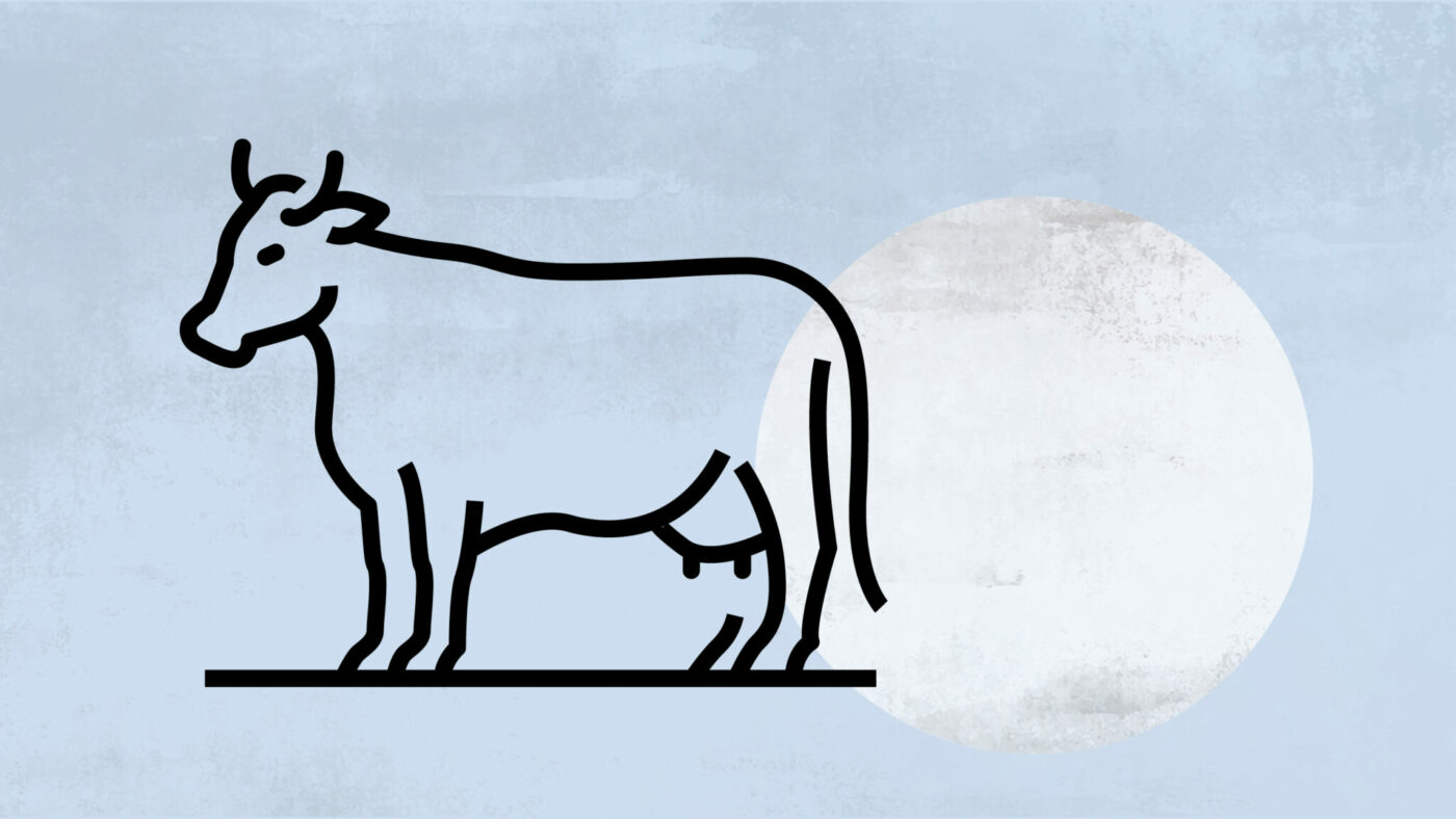 Eine Illustration einer Kuh vor hellem Hintergrund.