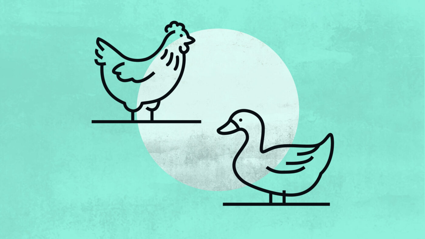 Eine Illustration eines Huhns und einer Ente vor türkisem Hintergrund.