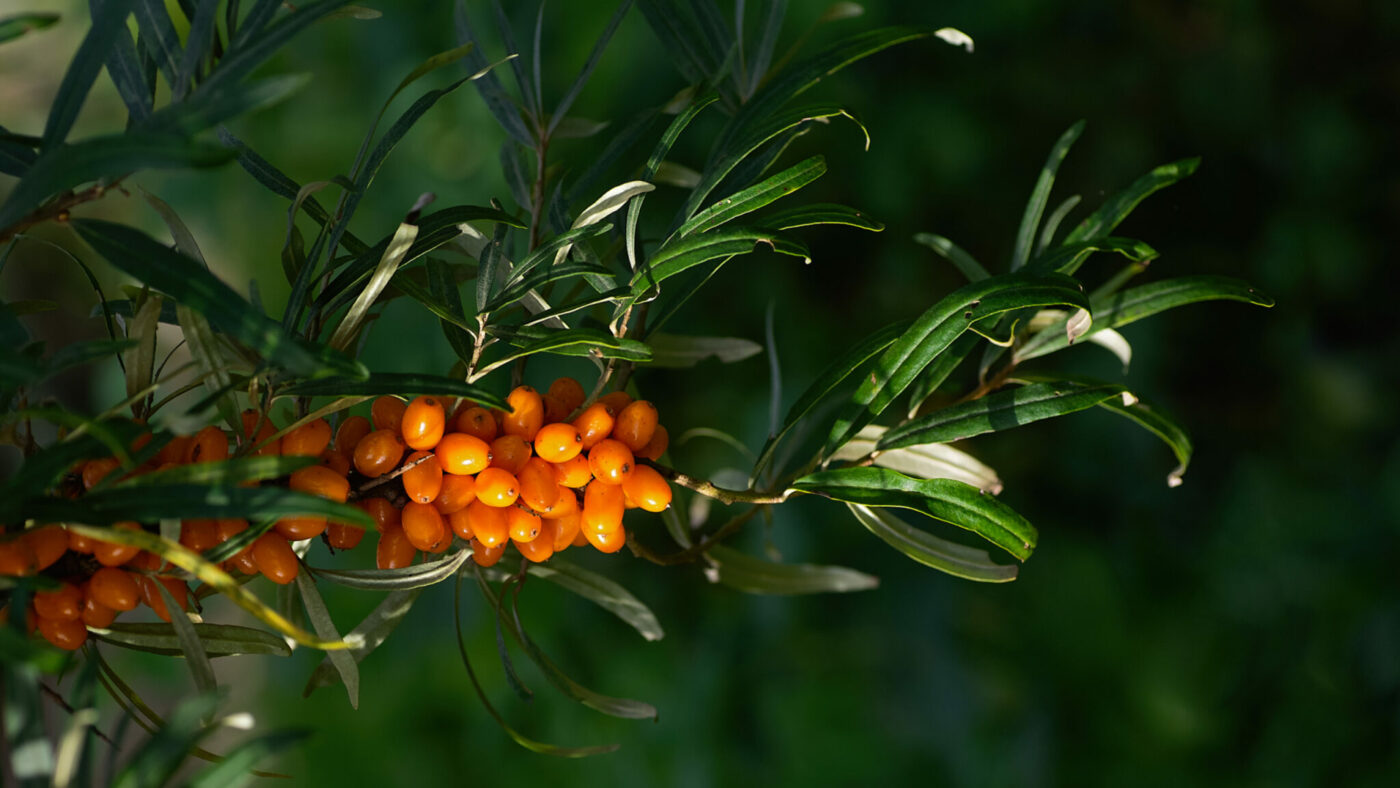 Eine Sanddorn-Pflanze.
